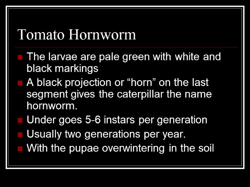 Tomato Hornworm The larvae are pale green with white and black markings A black